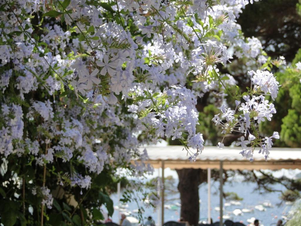 Hotel La Torre Calella De Palafrugell Buitenkant foto